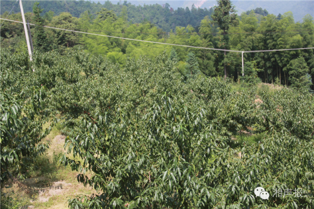 守住脱贫攻坚成果好方法,炎陵县脱贫攻坚工作调整