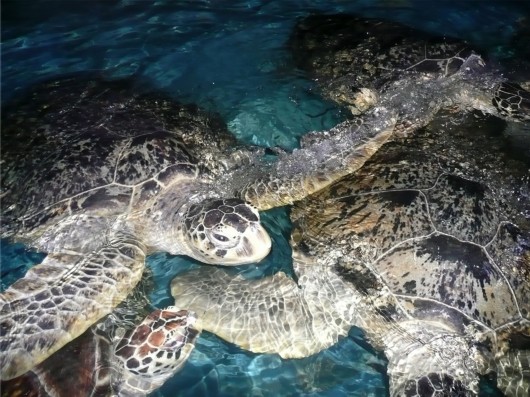 泉城海洋极地世界门票,泉城海洋极地世界儿童的收费标准