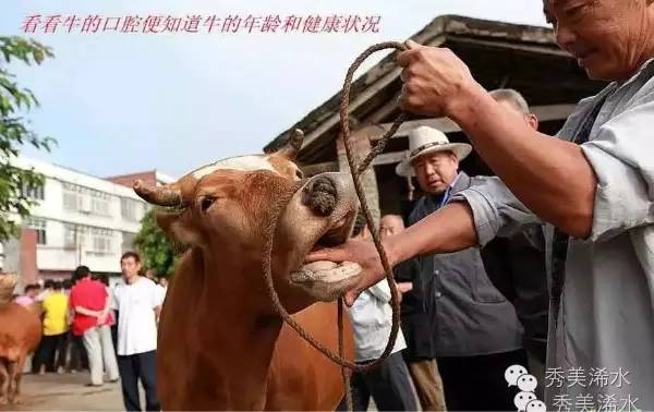 浠世好文细说“打牛鞭”