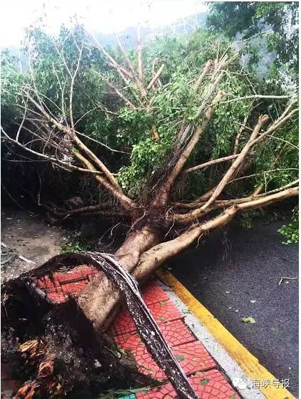 美爆了！台风过后，那些残根断枝竟然这么有用！赶紧学起来...