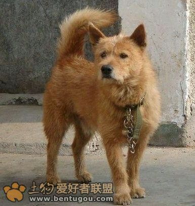纯纯的土狗,纯纯的小土狗