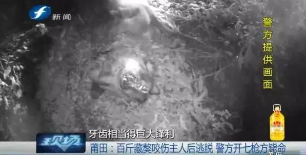 藏獒打架咬死狗,五分钟罕见藏獒打架