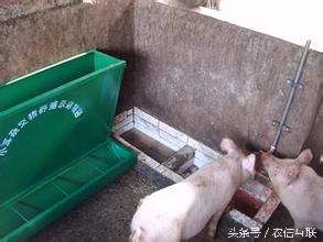 猪呼吸道病怎么治疗效果最好,猪呼吸道病怎么治疗最好