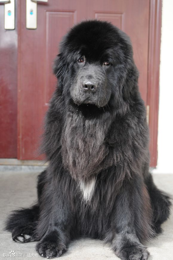 纽芬兰犬vs藏獒,纽芬兰犬藏獒混血