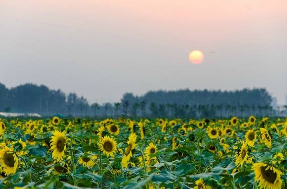 南京国庆假期有哪些免费景点推荐,国庆期间南京有哪些景点免费