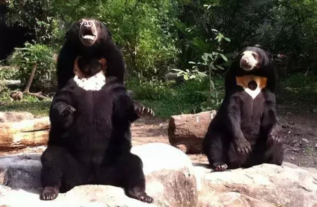 这些泰国之最！你知道几个？