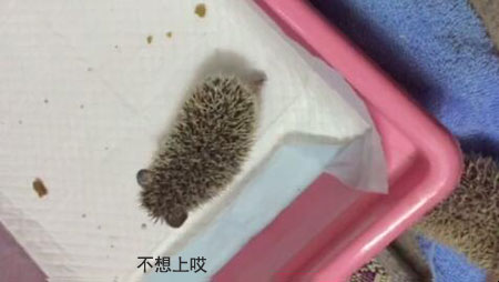 新手养刺猬应该准备什么,养刺猬对人有什么危害