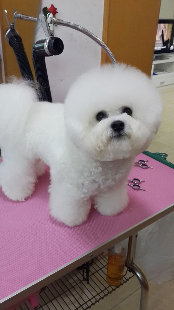 比熊怎么喂省钱,比熊自己做饭的健康食谱