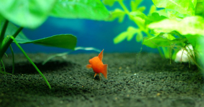 剑尾鱼哪个品种最好养,凤尾热带鱼养殖技术大全