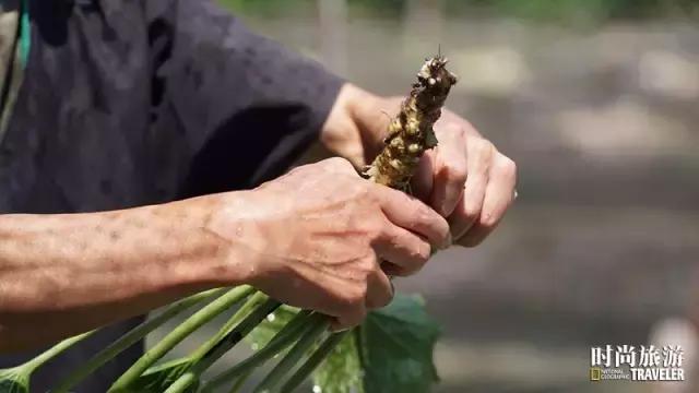 芥末山葵辣根到底是什么关系 (山葵和芥末和辣根是同一个东西嘛)