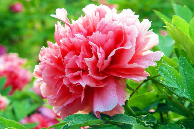 浓浓的姐妹亲情感悟,感悟亲情共度中秋