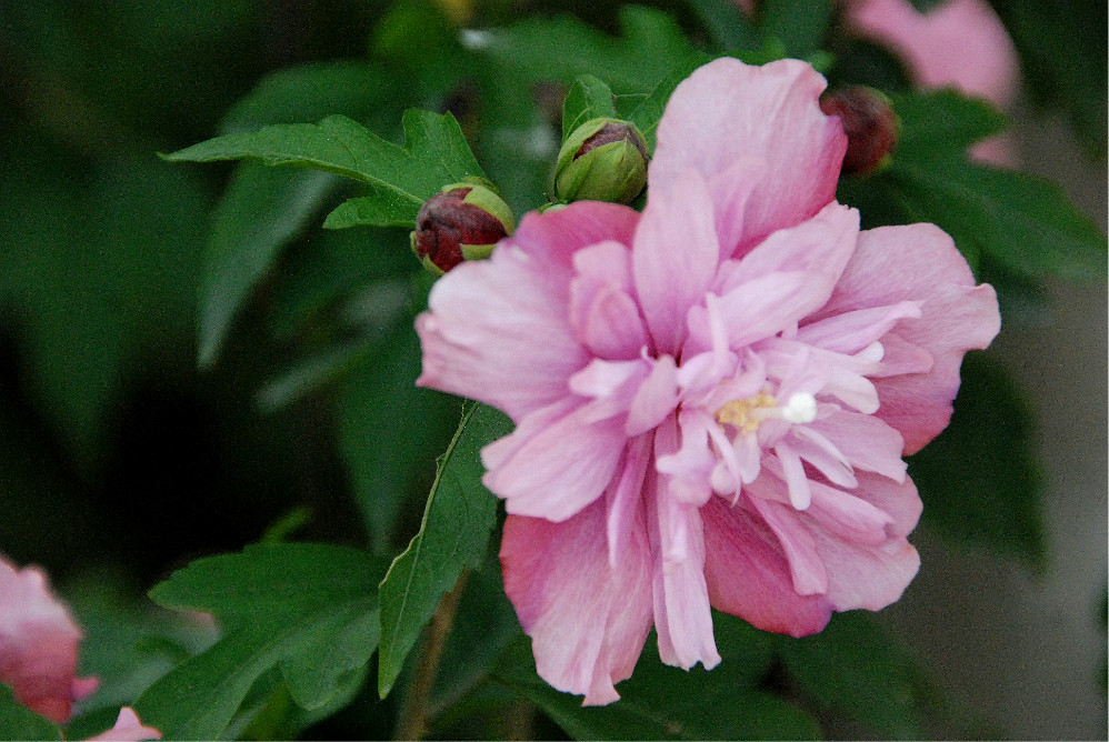 有哪些好听的花儿,好看花儿的名字有哪些