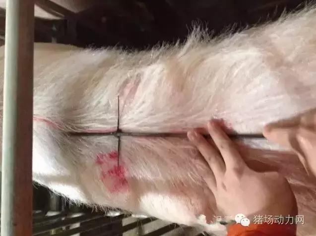 猪场铲粪的工具,铲猪粪神器