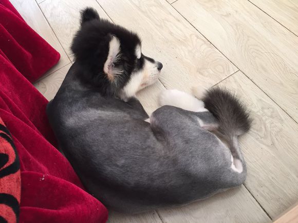 买回来的小阿拉斯加有皮肤病，治疗过程好漫长啊！