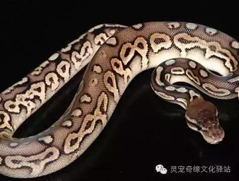 球蟒基因图鉴入门,变异球蟒图鉴