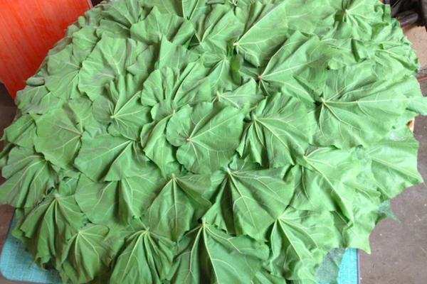 贵州野菜苘麻,农村用植物草做豆豉