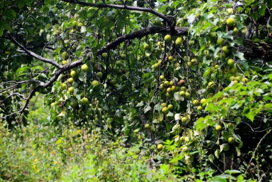 淄川区太河镇池板村近况,不可错过的绝美古村落石潭村