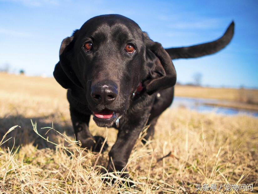 宠物问问，怎样彻底杀灭狗身上的跳蚤？