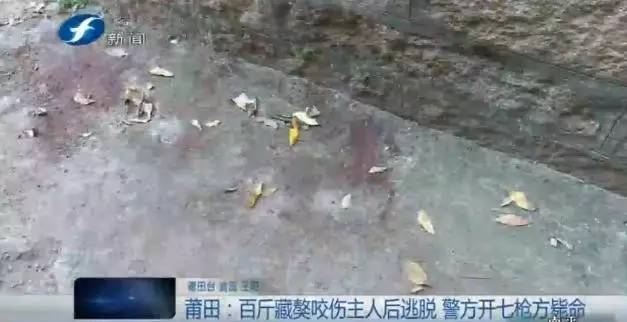 藏獒打架咬死狗,五分钟罕见藏獒打架