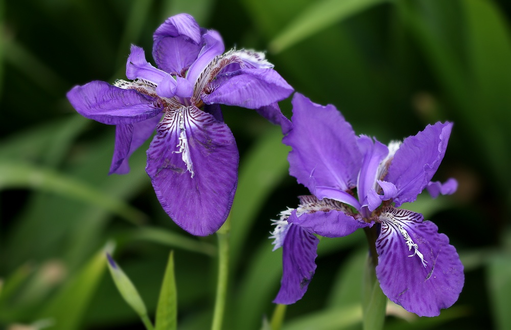 有哪些好听的花儿,好看花儿的名字有哪些