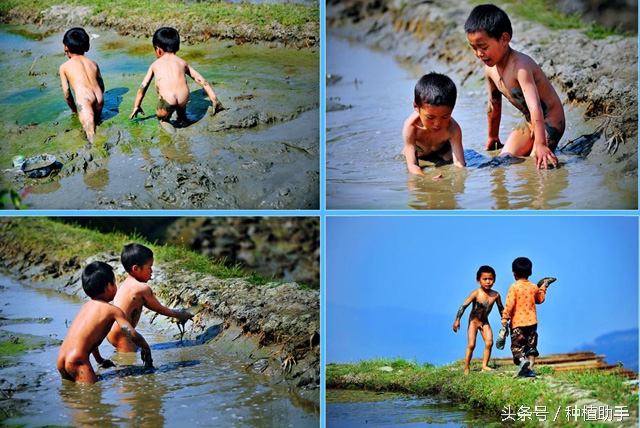 小时候捉鱼的正确方法,在农村捉鱼