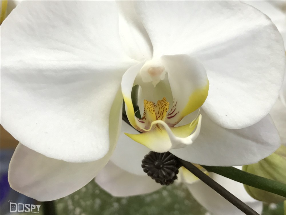 iphone7plus性能全评价,开箱测评iphone7plus亮黑版