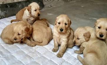 金毛上火怎么办,金毛上火