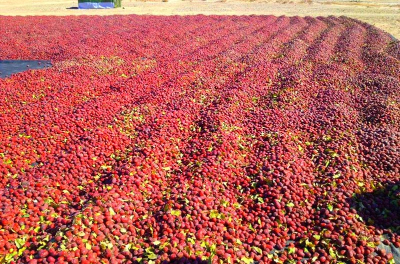 新郑大枣产业园,河南红枣产量多少