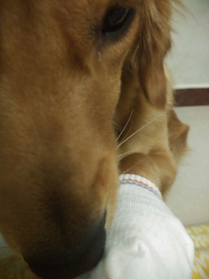 金毛脚掌受伤了怎么办,金毛脚掌受伤恢复