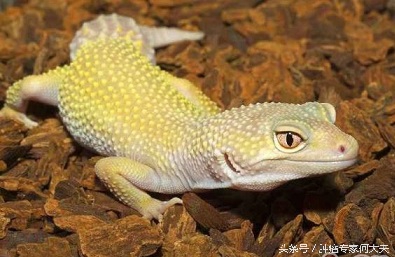 小小壁虎，被皇帝赐名“守宫”，现在被认为是治疗肝癌和胃癌好药