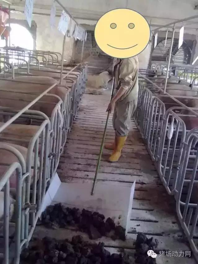 猪场铲粪的工具,铲猪粪神器
