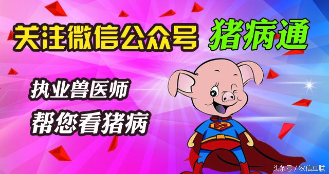 公猪的十大忌讳,公猪有毛病怎么办