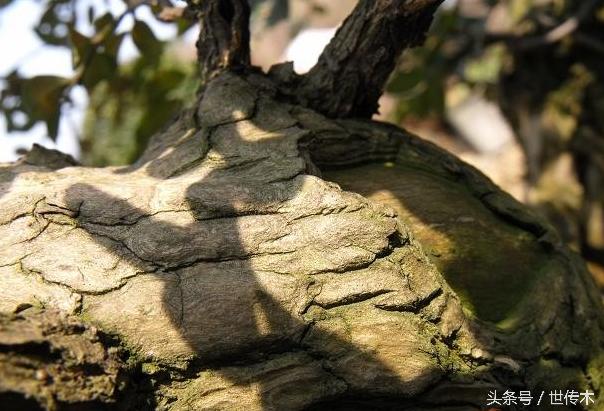 缺木的人该怎么补救,缺木的人该注意什么