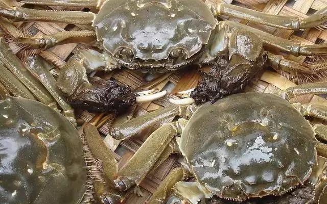 阳澄湖大闸蟹的未解之谜,阳澄湖大闸蟹怎么保证不死