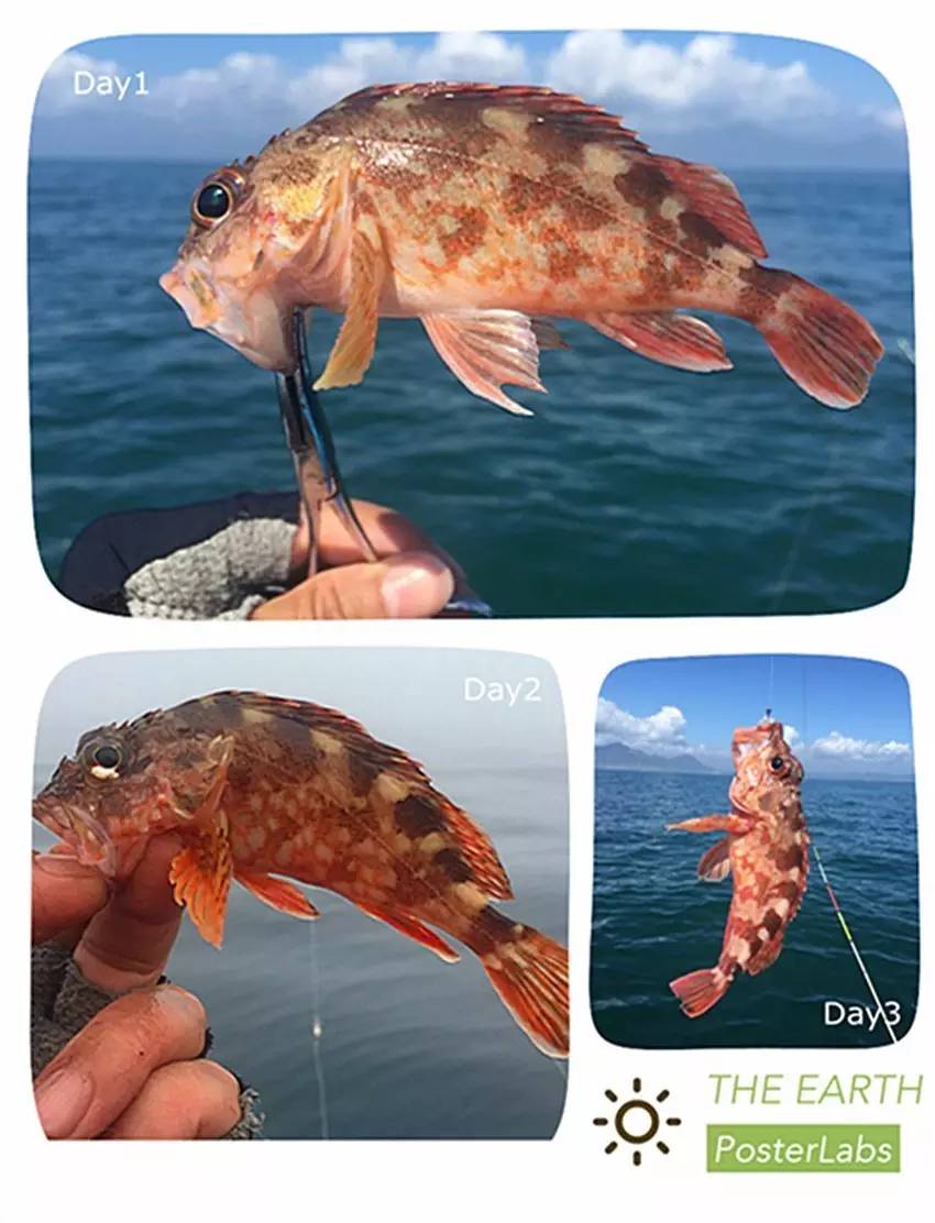 石狗公鱼特征,石狗公鱼多大