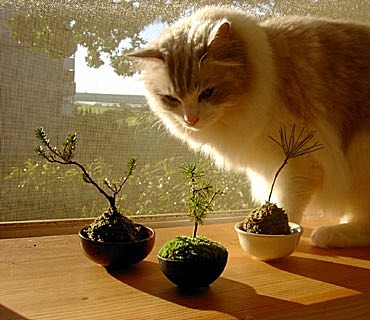 “盆景猫”这种虐猫网站为什么关不掉?!