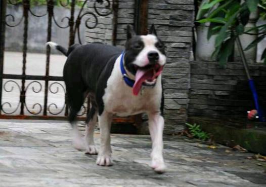 一生所爱sax,一生所爱斯台普斯