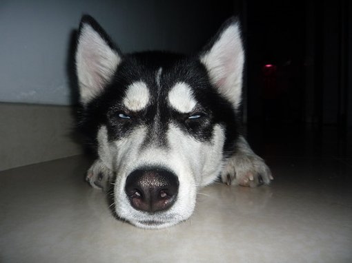 常见宠物狗体型大小排行榜最全,宠物狗智商排名和价格表