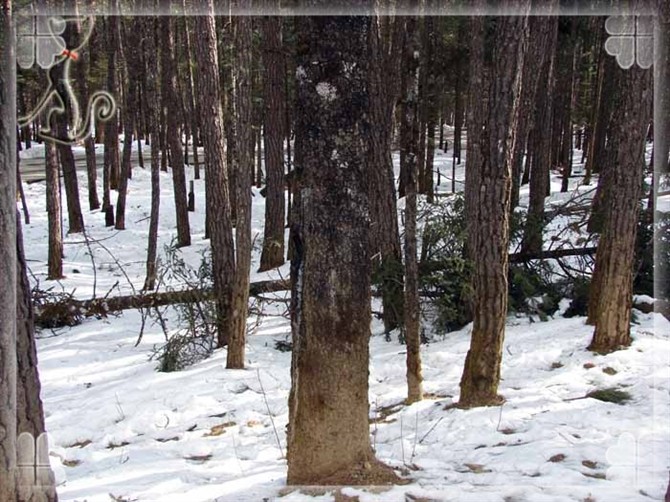 2015游云南玉龙雪山 (昆明玉龙雪山之旅)