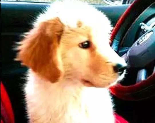 焦虫病死亡周期,焦虫病早期