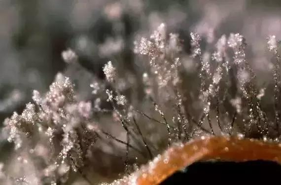 多肉灰霉病是什么引起,多肉植物灰霉病图片