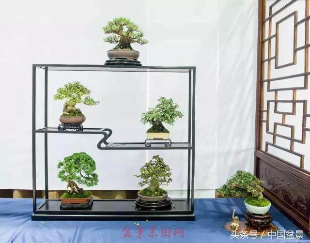 哪些野草适合微型盆景,小品盆景和微型盆景有区别吗