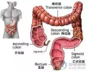 便秘引起的肠道疾病,便秘要警惕四种疾病