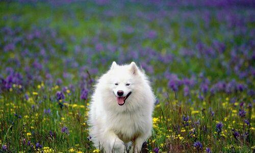 狗狗生完小狗不吃食怎么办,狗狗什么都不吃是怎么回事