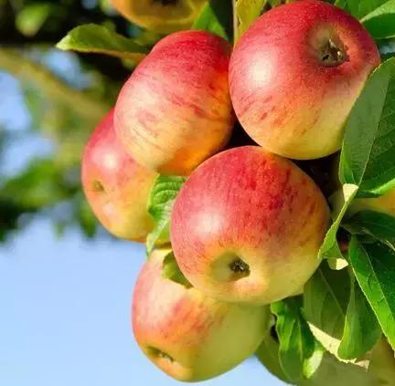 过敏体质忌口食物一览表,食物过敏知识讲座