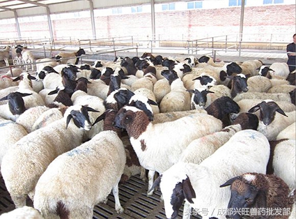 到了羊配种的时间，哪些方面要注意