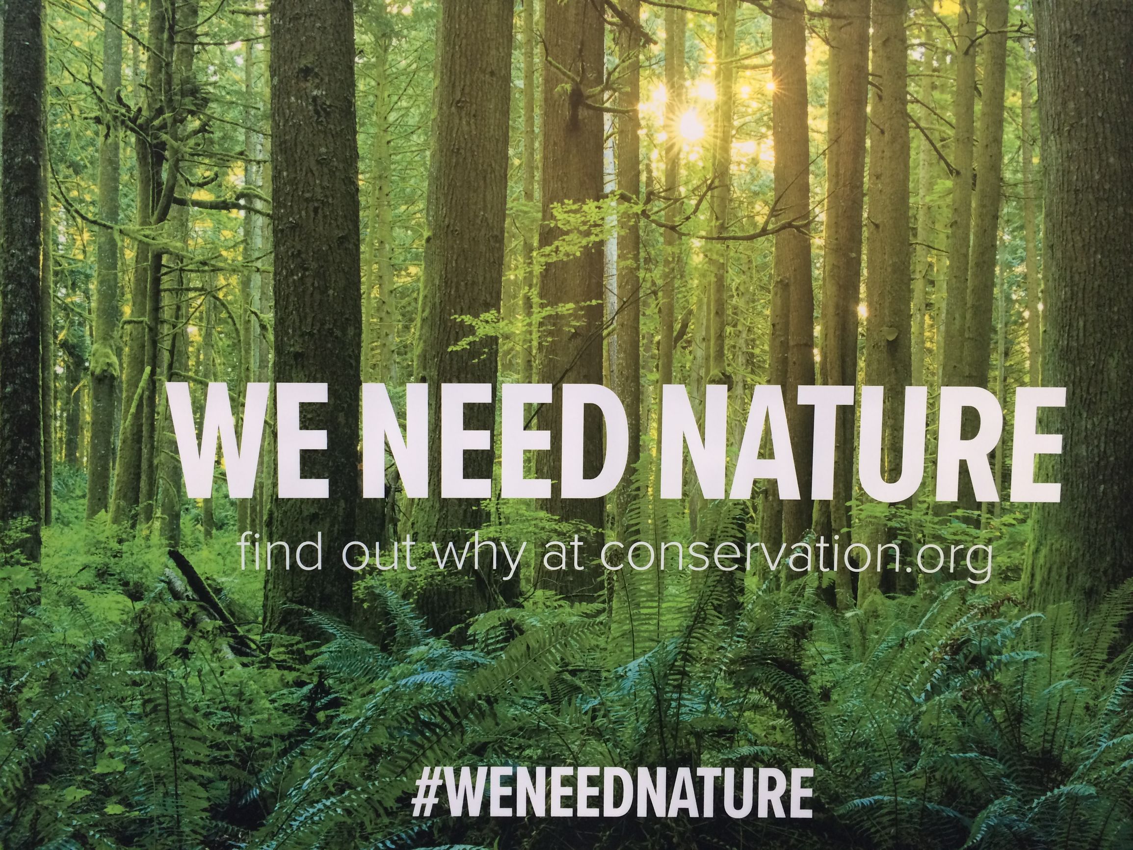 公益报道​|从肯尼亚山脉的草药到越南丛林的穿山甲