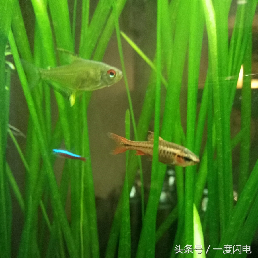 魅蓝手机u10,魅蓝u10白色