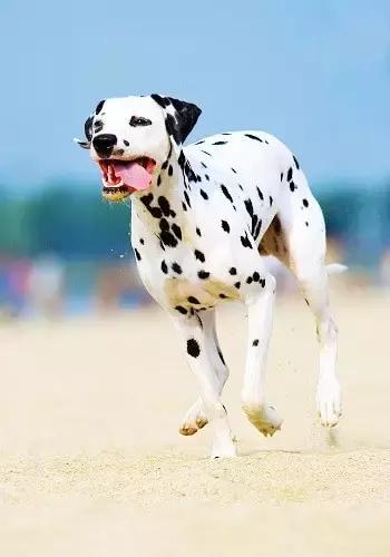 秋天狗狗的常见病如何治疗,春季狗狗常见病的预防