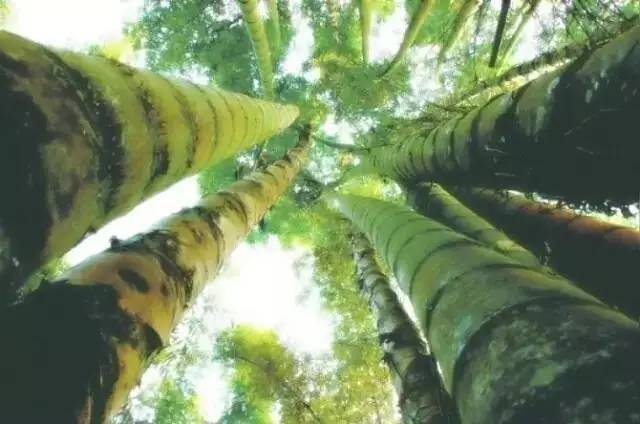 马云称:这是中国独有智慧,比任何材质更具风韵气质-竹,风